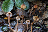  ( - FDS-CA-07490)  @11 [ ] by-nc (2024) Dean Lyons Fungal Diversity Survey