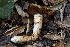  ( - FDS-CA-08475)  @11 [ ] by-nc (2025) Dean Lyons Fungal Diversity Survey