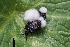 ( - FDS-CA-06575)  @11 [ ] by-nc (2025) Taye Bright Fungal Diversity Survey