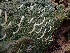  (Multiclavula sp. mucida-IN01 - FDS-CA-07130)  @11 [ ] by (2025) Mandy Hackney Fungal Diversity Survey