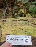  ( - FDS-CA-07130)  @11 [ ] by (2025) Mandy Hackney Fungal Diversity Survey