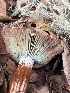 ( - FDS-CA-08474)  @11 [ ] by-nc (2025) Dean Lyons Fungal Diversity Survey