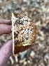  ( - FDS-CA-08474)  @11 [ ] by-nc (2025) Dean Lyons Fungal Diversity Survey