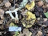  ( - FDS-CA-08412)  @11 [ ] by-nc (2025) Dean Lyons Fungal Diversity Survey