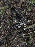  ( - FDS-CA-06685)  @11 [ ] by (2025) Justin Paulin Fungal Diversity Survey