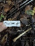  ( - FDS-CA-06685)  @11 [ ] by (2025) Justin Paulin Fungal Diversity Survey