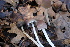  ( - FDS-CA-08714)  @11 [ ] c (2025) Marinna Grijalva Fungal Diversity Survey