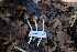  ( - FDS-CA-08714)  @11 [ ] c (2025) Marinna Grijalva Fungal Diversity Survey