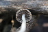  ( - FDS-CA-08714)  @11 [ ] c (2025) Marinna Grijalva Fungal Diversity Survey
