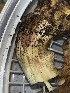  ( - FDS-CA-08412)  @11 [ ] by-nc (2025) Dean Lyons Fungal Diversity Survey