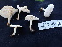  ( - FDS-CA-02468)  @11 [ ] by-nc (2025) Jaren Hockert Fungal Diversity Survey