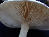  ( - FDS-CA-02468)  @11 [ ] by-nc (2025) Jaren Hockert Fungal Diversity Survey