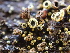  ( - FDS-CA-07483)  @11 [ ] by-nc (2025) Dean Lyons Fungal Diversity Survey