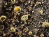  ( - FDS-CA-07483)  @11 [ ] by-nc (2025) Dean Lyons Fungal Diversity Survey