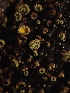  ( - FDS-CA-07483)  @11 [ ] by-nc (2025) Dean Lyons Fungal Diversity Survey