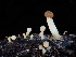  ( - FDS-CA-06685)  @11 [ ] by (2025) Justin Paulin Fungal Diversity Survey