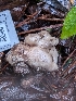  ( - FDS-CA-06940)  @11 [ ] by-nc (2024) Stu Pickell Fungal Diversity Survey