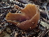  ( - FDS-CA-08166)  @11 [ ] by-nc (2025) Damon Tighe Fungal Diversity Survey