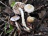  ( - FDS-CA-08168)  @11 [ ] by-nc (2025) Damon Tighe Fungal Diversity Survey