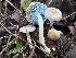  ( - FDS-CA-08168)  @11 [ ] by-nc (2025) Damon Tighe Fungal Diversity Survey