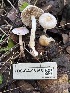  ( - FDS-CA-08168)  @11 [ ] by-nc (2025) Damon Tighe Fungal Diversity Survey