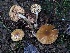  ( - FDS-CA-08173)  @11 [ ] by-nc (2025) Damon Tighe Fungal Diversity Survey