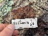  ( - FDS-CA-08179)  @11 [ ] by-nc (2025) Damon Tighe Fungal Diversity Survey
