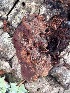  ( - FDS-CA-08179)  @11 [ ] by-nc (2025) Damon Tighe Fungal Diversity Survey