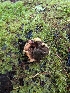  ( - FDS-CA-06956)  @11 [ ] by-nc (2024) Stu Pickell Fungal Diversity Survey