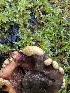  ( - FDS-CA-06956)  @11 [ ] by-nc (2024) Stu Pickell Fungal Diversity Survey