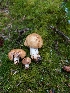 (Russula sp. Woo4a - FDS-CA-06957)  @11 [ ] by-nc (2024) Stu Pickell Fungal Diversity Survey