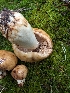  ( - FDS-CA-06957)  @11 [ ] by-nc (2024) Stu Pickell Fungal Diversity Survey