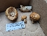  ( - FDS-CA-06957)  @11 [ ] by-nc (2024) Stu Pickell Fungal Diversity Survey