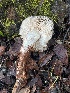  ( - FDS-CA-08574)  @11 [ ] by-nc (2025) Dean Lyons Fungal Diversity Survey