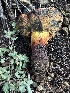  ( - FDS-CA-08572)  @11 [ ] by-nc (2025) Dean Lyons Fungal Diversity Survey