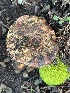  ( - FDS-CA-08572)  @11 [ ] by-nc (2025) Dean Lyons Fungal Diversity Survey
