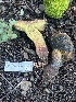  ( - FDS-CA-08572)  @11 [ ] by-nc (2025) Dean Lyons Fungal Diversity Survey