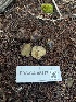  ( - FDS-CA-08417)  @11 [ ] by-nc (2025) Dean Lyons Fungal Diversity Survey