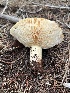  ( - FDS-CA-08421)  @11 [ ] by-nc (2025) Dean Lyons Fungal Diversity Survey