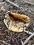  ( - FDS-CA-08421)  @11 [ ] by-nc (2025) Dean Lyons Fungal Diversity Survey