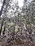  ( - FDS-CA-08421)  @11 [ ] by-nc (2025) Dean Lyons Fungal Diversity Survey