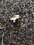  ( - FDS-CA-07464)  @11 [ ] by (2025) Justin Paulin Fungal Diversity Survey