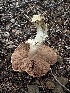  ( - FDS-CA-07464)  @11 [ ] by (2025) Justin Paulin Fungal Diversity Survey