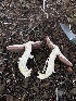  ( - FDS-CA-07464)  @11 [ ] by (2025) Justin Paulin Fungal Diversity Survey
