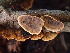  ( - FDS-CA-08158)  @11 [ ] by-nc (2025) Damon Tighe Fungal Diversity Survey