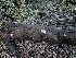  ( - FDS-CA-08162)  @11 [ ] by-nc (2025) Damon Tighe Fungal Diversity Survey