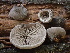  ( - FDS-CA-08162)  @11 [ ] by-nc (2025) Damon Tighe Fungal Diversity Survey
