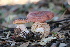  ( - FDS-CA-08795)  @11 [ ] c (2025) Marinna Grijalva Fungal Diversity Survey