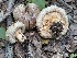  ( - FDS-CA-08194)  @11 [ ] by-nc (2025) Damon Tighe Fungal Diversity Survey