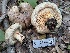  ( - FDS-CA-08194)  @11 [ ] by-nc (2025) Damon Tighe Fungal Diversity Survey